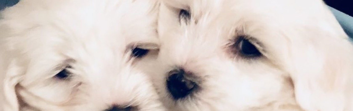 Amazing Maltese puppies now available