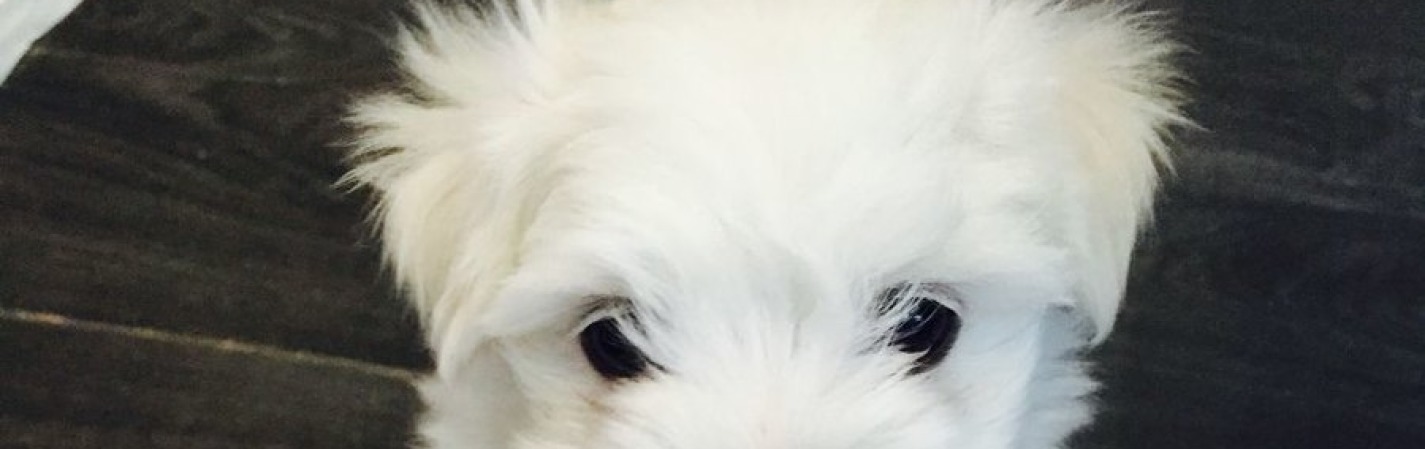 Amazing Maltese puppies now available for sale.(646) 481-0594