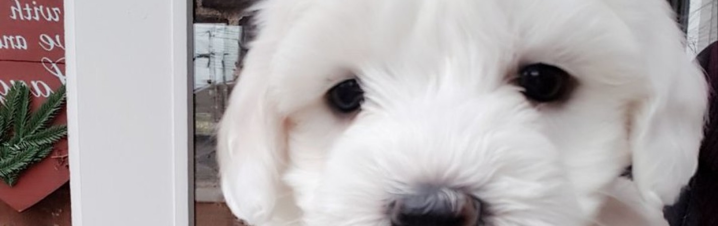 Amazing Maltese puppies now available