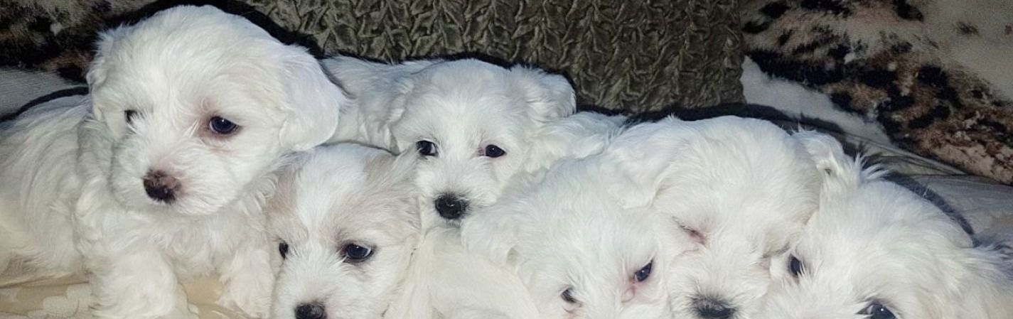 Amazing Maltese puppies now available