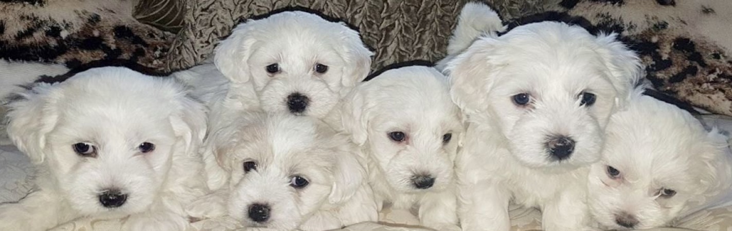 Amazing Maltese puppies now available