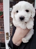 Amazing Maltese puppies now available