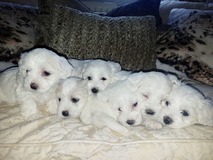 Amazing Maltese puppies now available