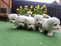 Amazing Maltese puppies now available