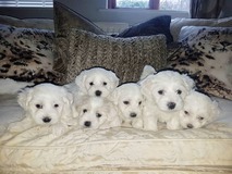 Amazing Maltese puppies now available