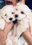 Amazing Maltese puppies now available