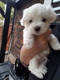 Amazing Maltese puppies now available