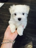 Amazing Maltese puppies now available for sale.(646) 481-0594